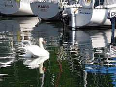swan sailboat